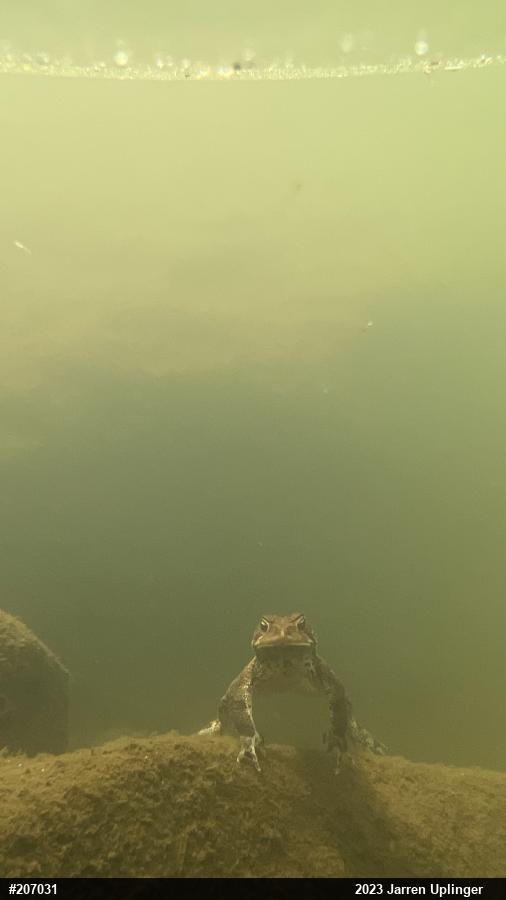 Eastern American Toad