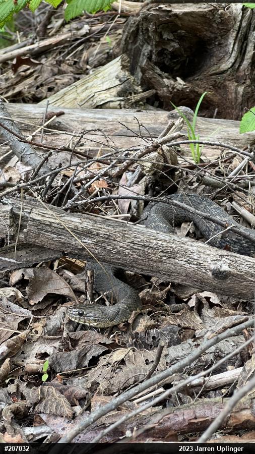 Northern Watersnake