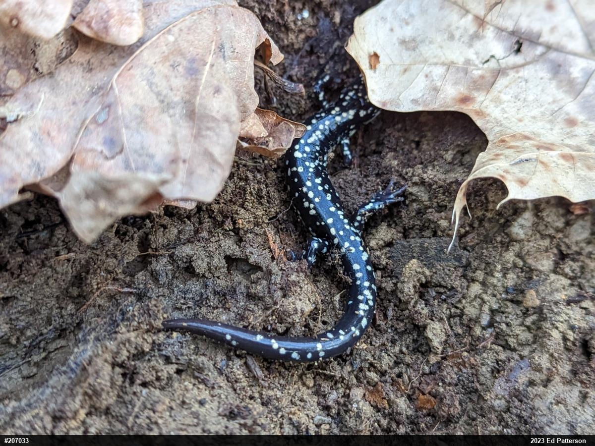 Northern Slimy Salamander