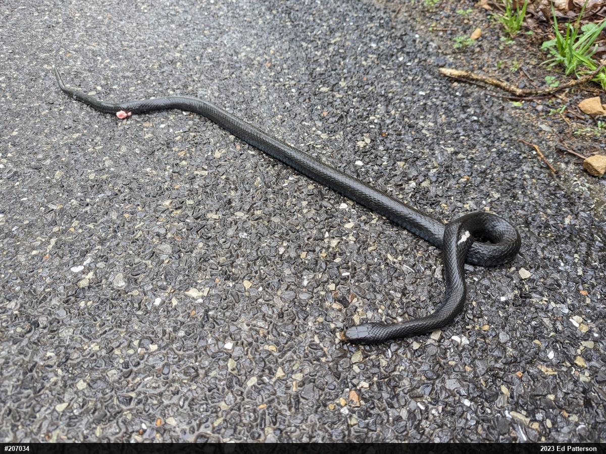 Northern Black Racer