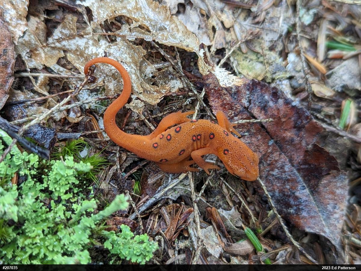 Red-spotted Newt