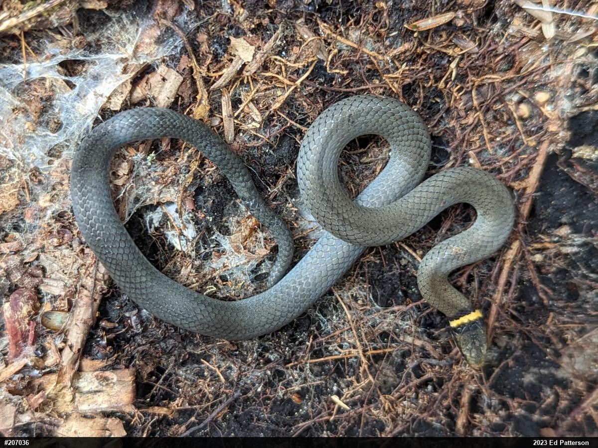 Northern Ring-necked Snake