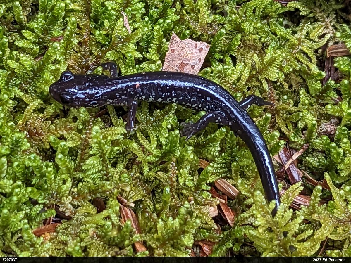 Wehrle's Salamander