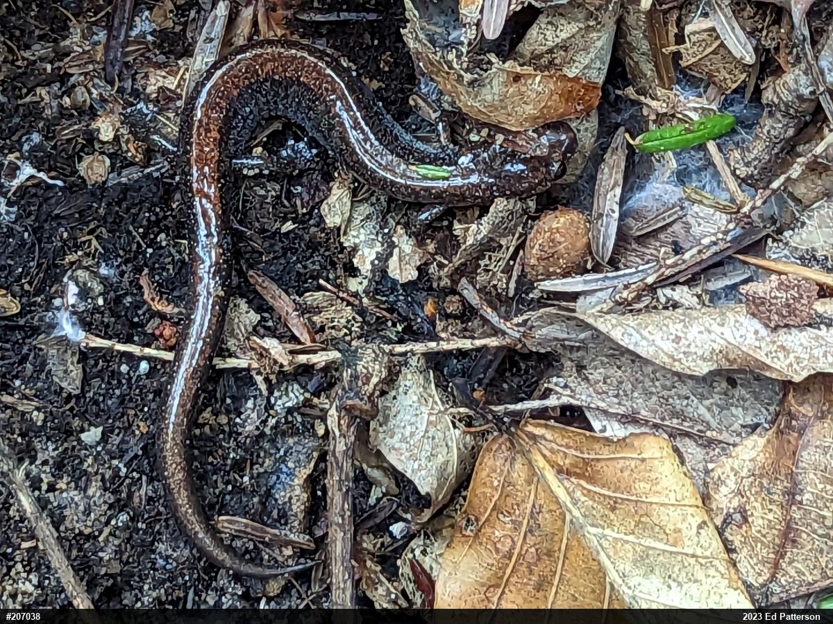 Eastern Red-backed  Salamander