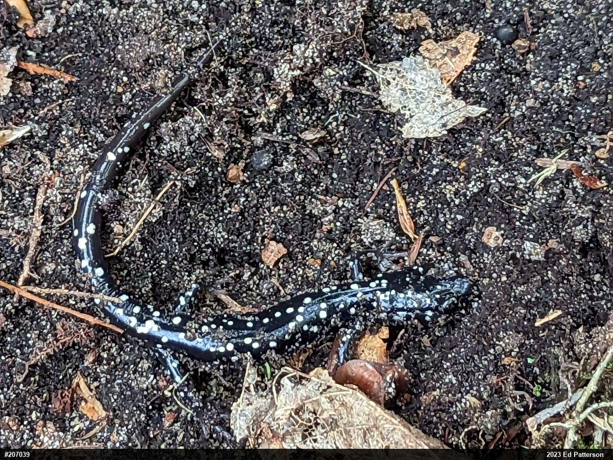 Northern Slimy Salamander