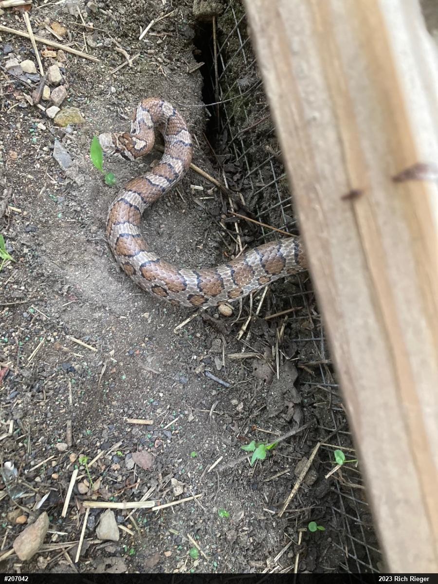 Eastern Milksnake