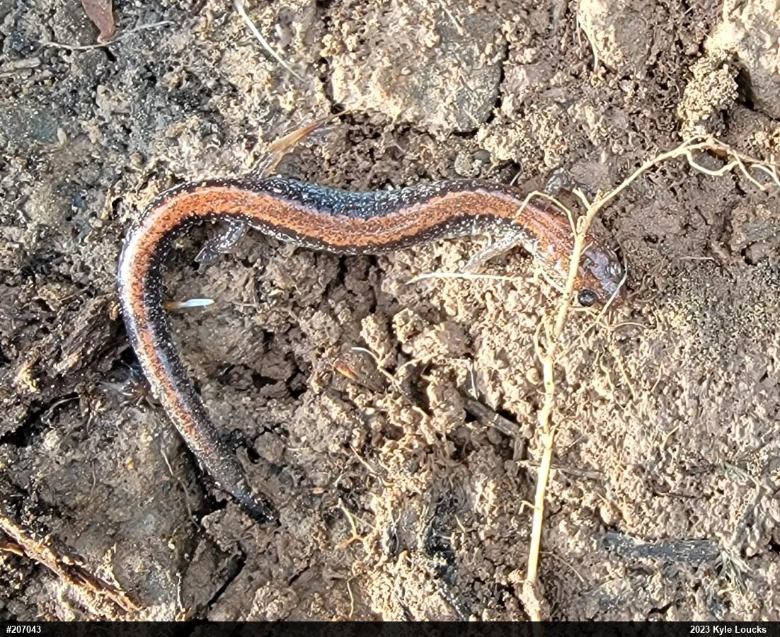 Eastern Red-backed  Salamander