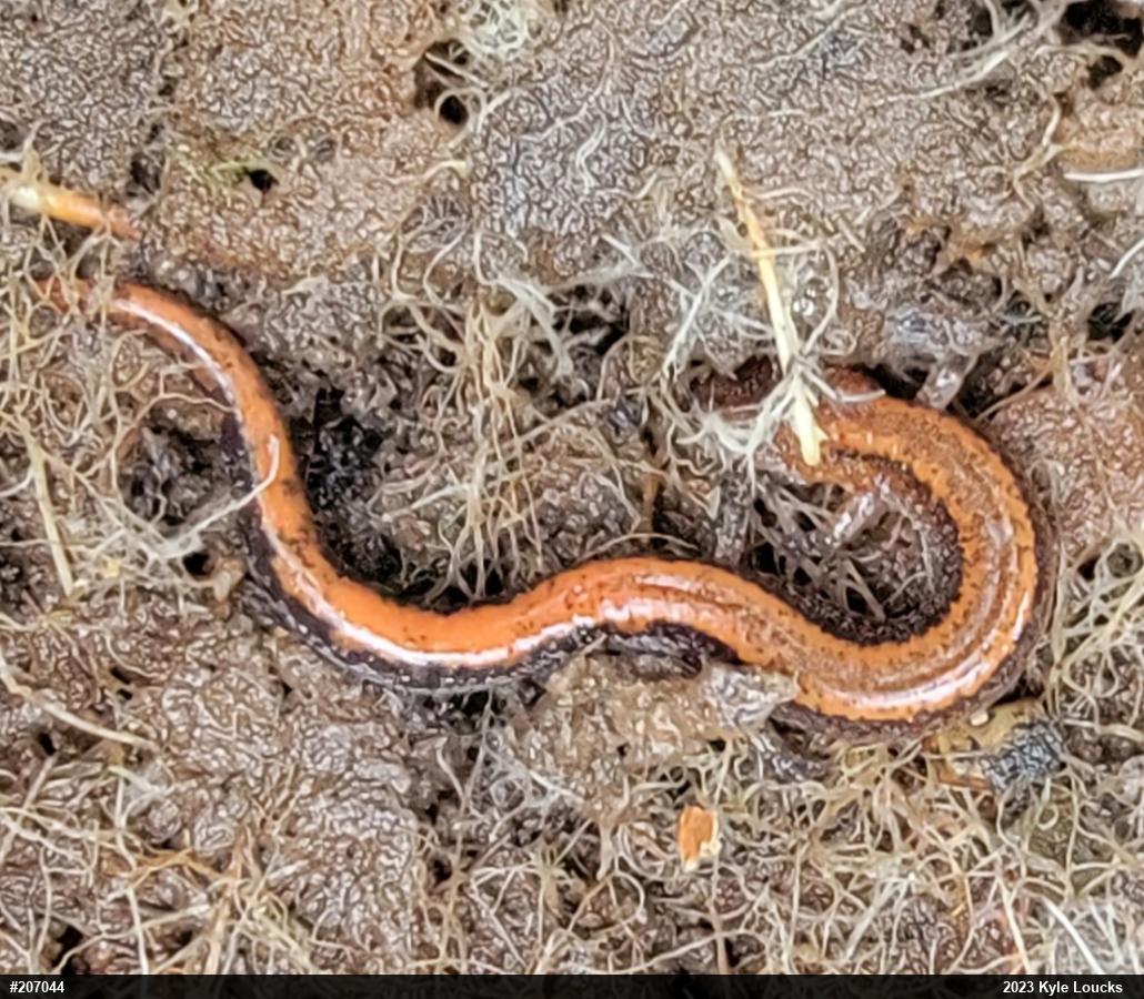 Eastern Red-backed  Salamander
