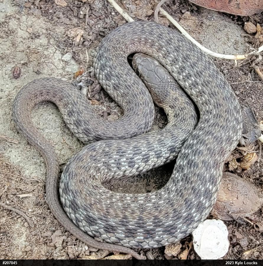 Eastern Gartersnake
