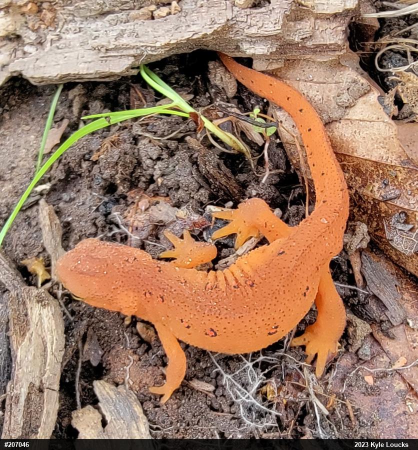Red-spotted Newt
