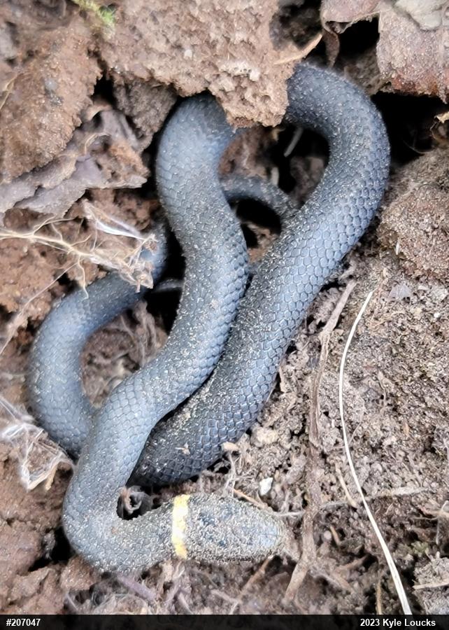 Northern Ring-necked Snake