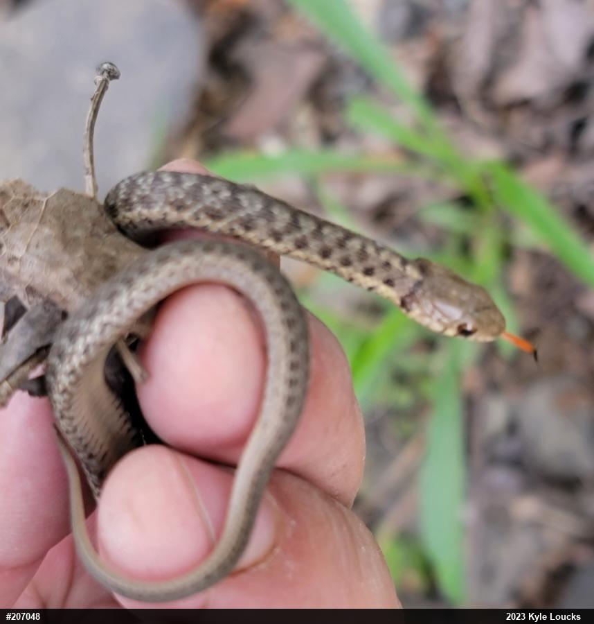 Eastern Gartersnake