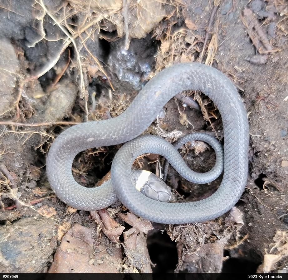 Northern Ring-necked Snake