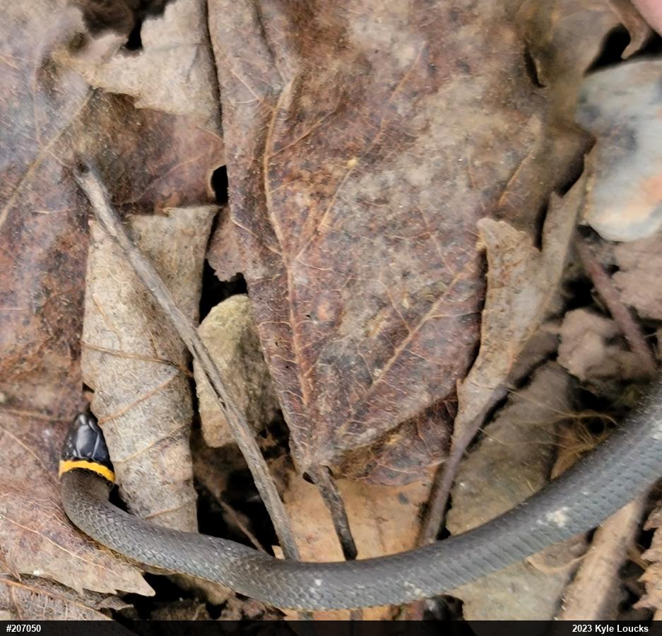 Northern Ring-necked Snake