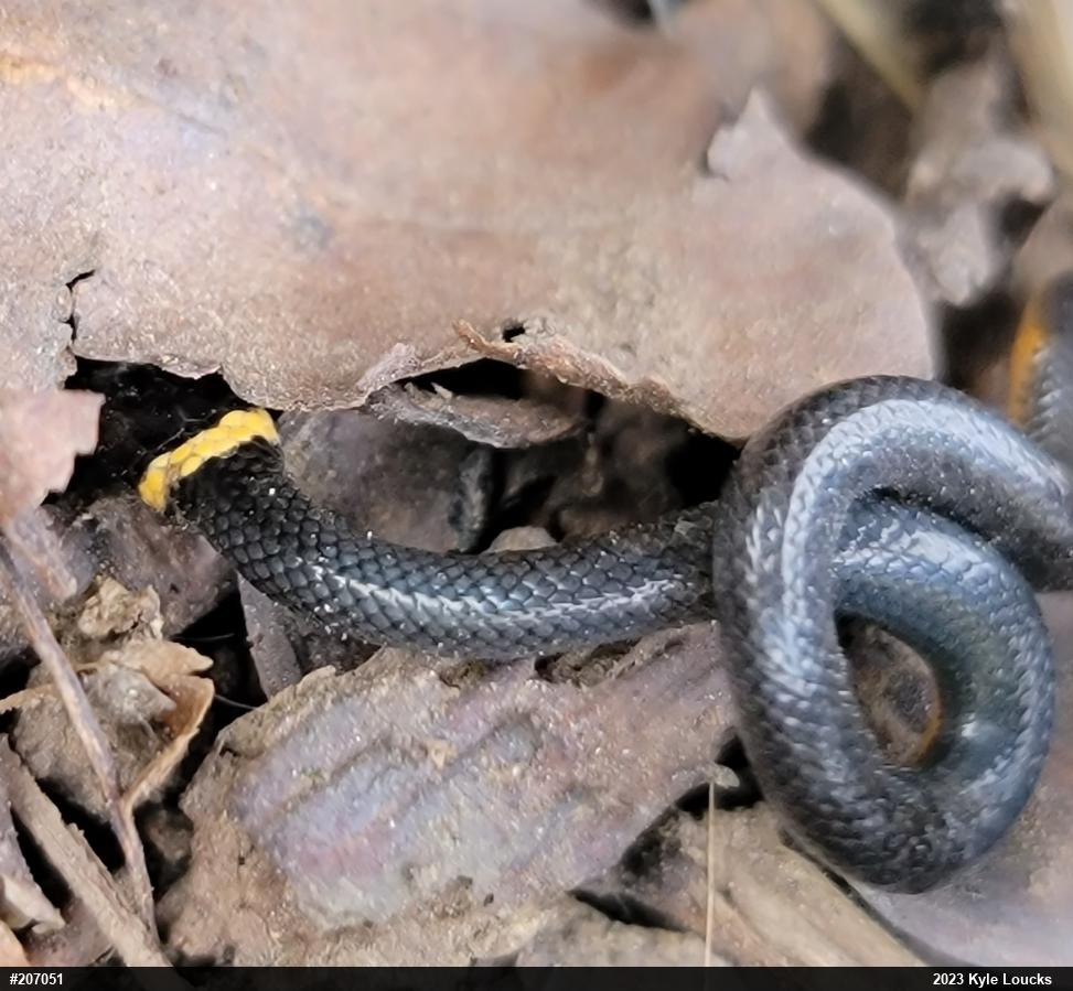 Northern Ring-necked Snake