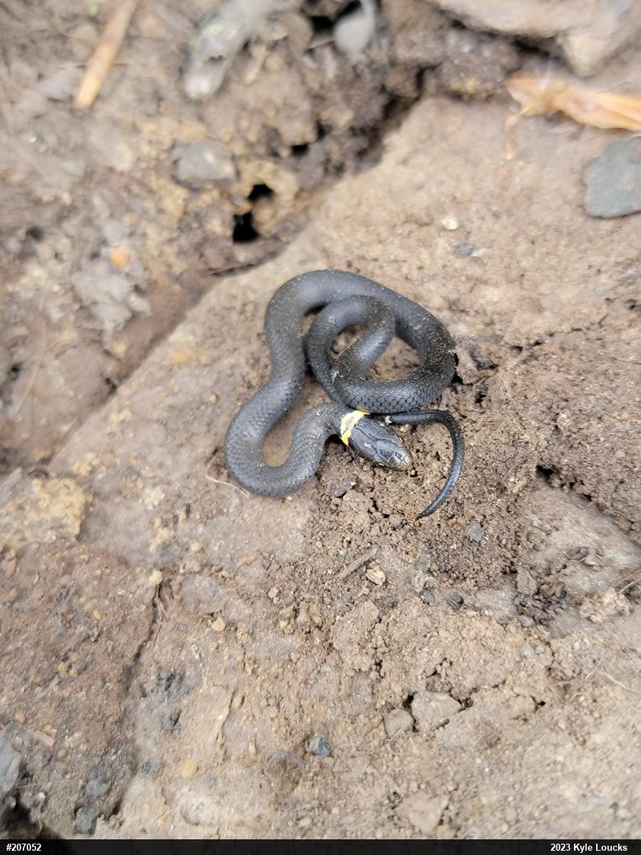 Northern Ring-necked Snake