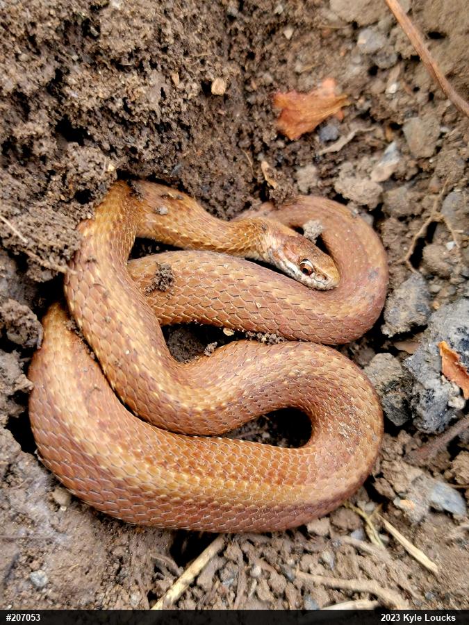 Red-bellied Snake