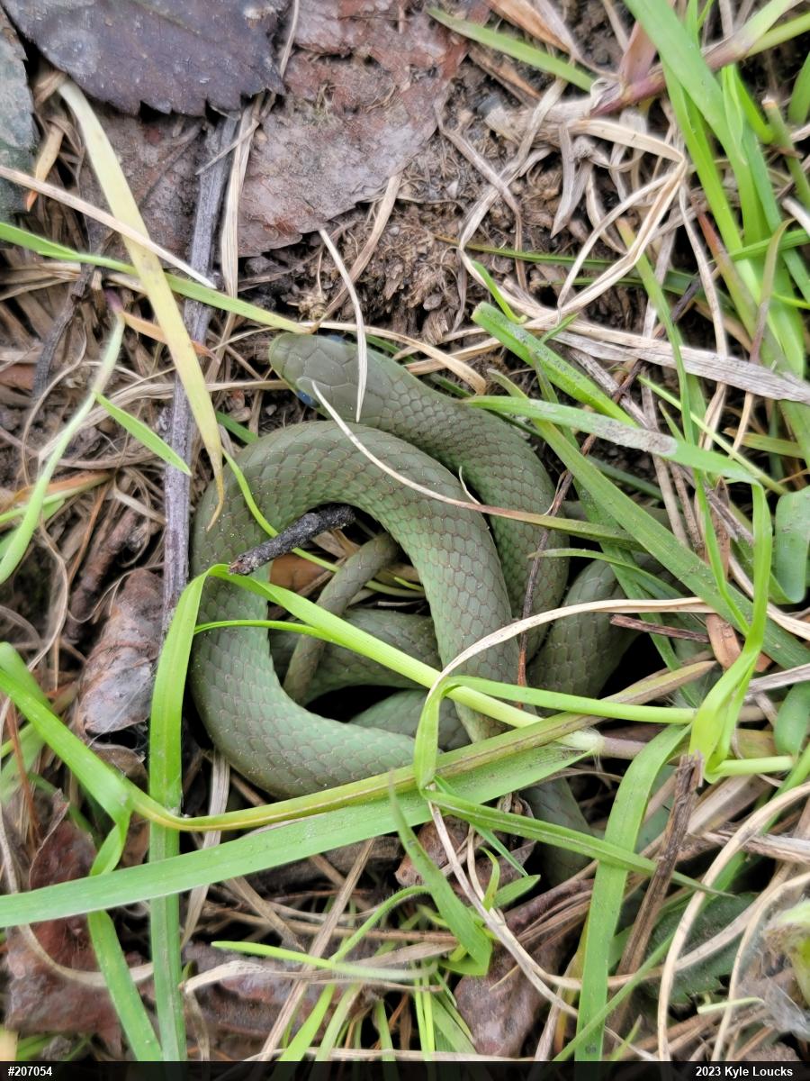 Smooth Greensnake