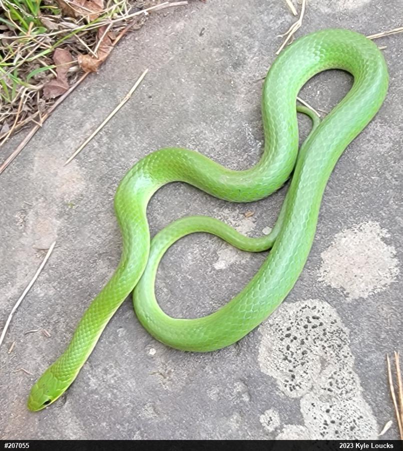 Smooth Greensnake