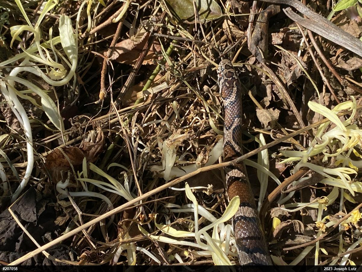 Eastern Milksnake
