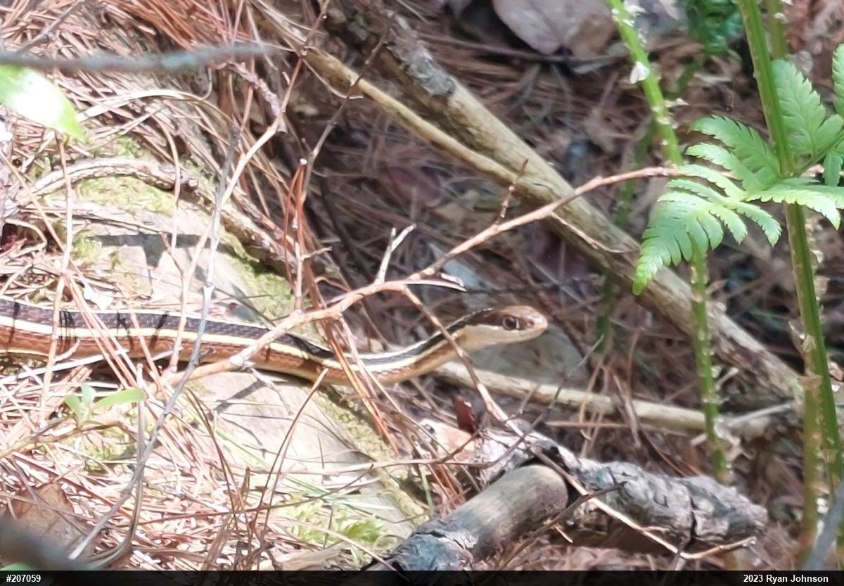 Eastern Ribbonsnake