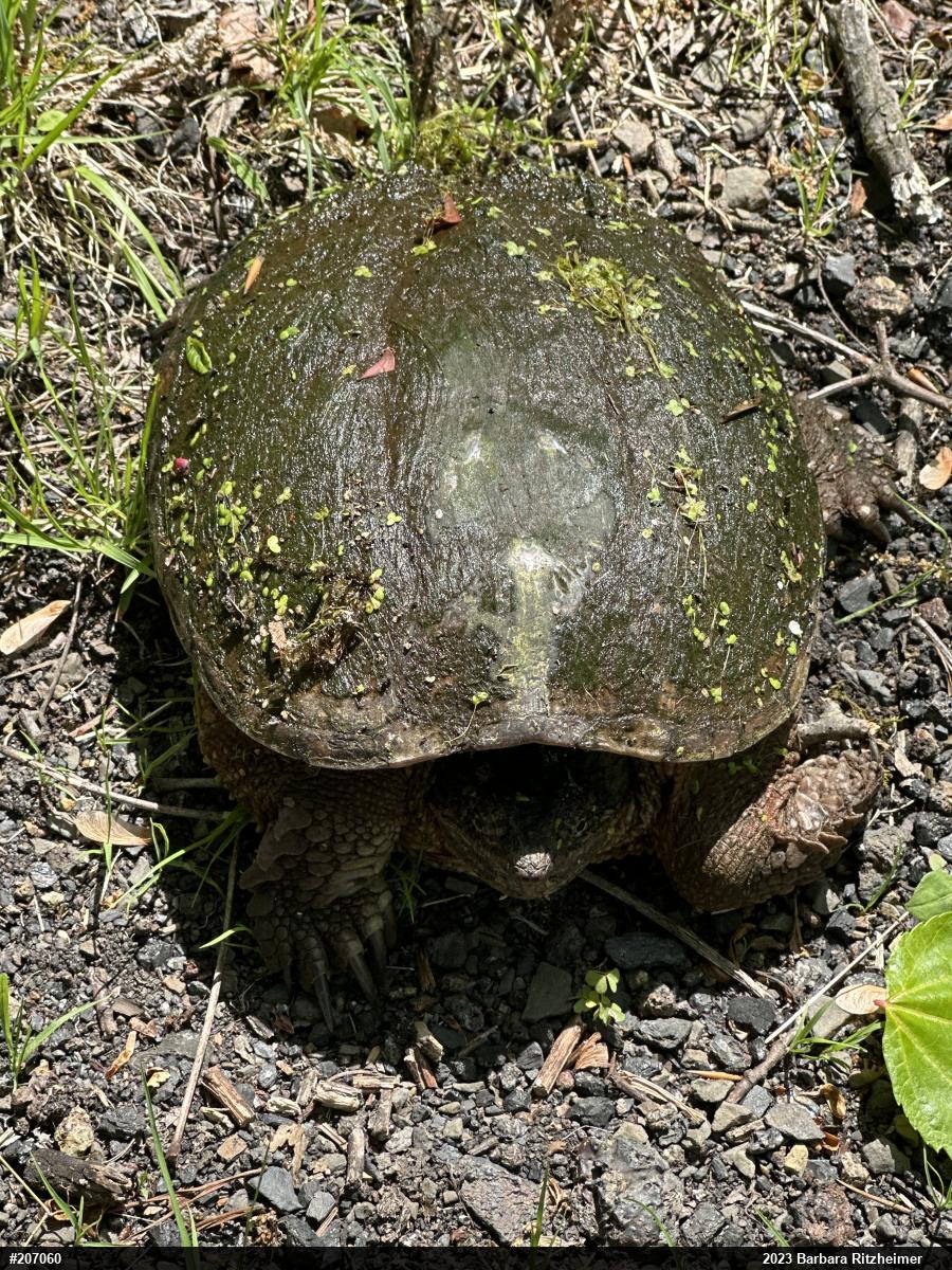 Snapping Turtle