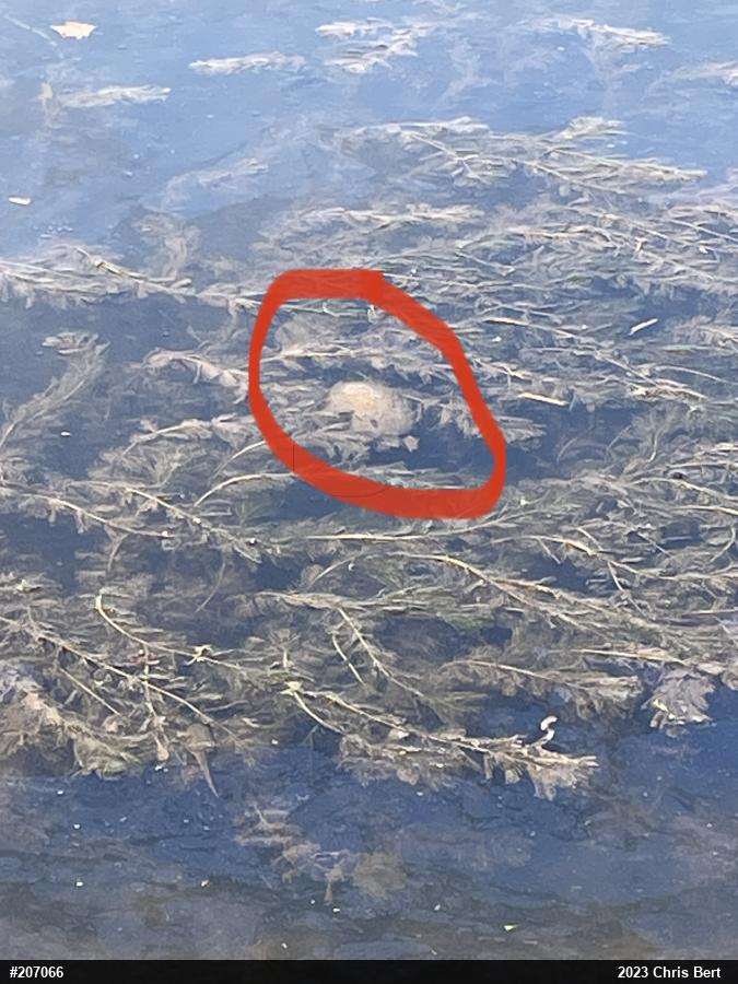 Eastern Musk Turtle