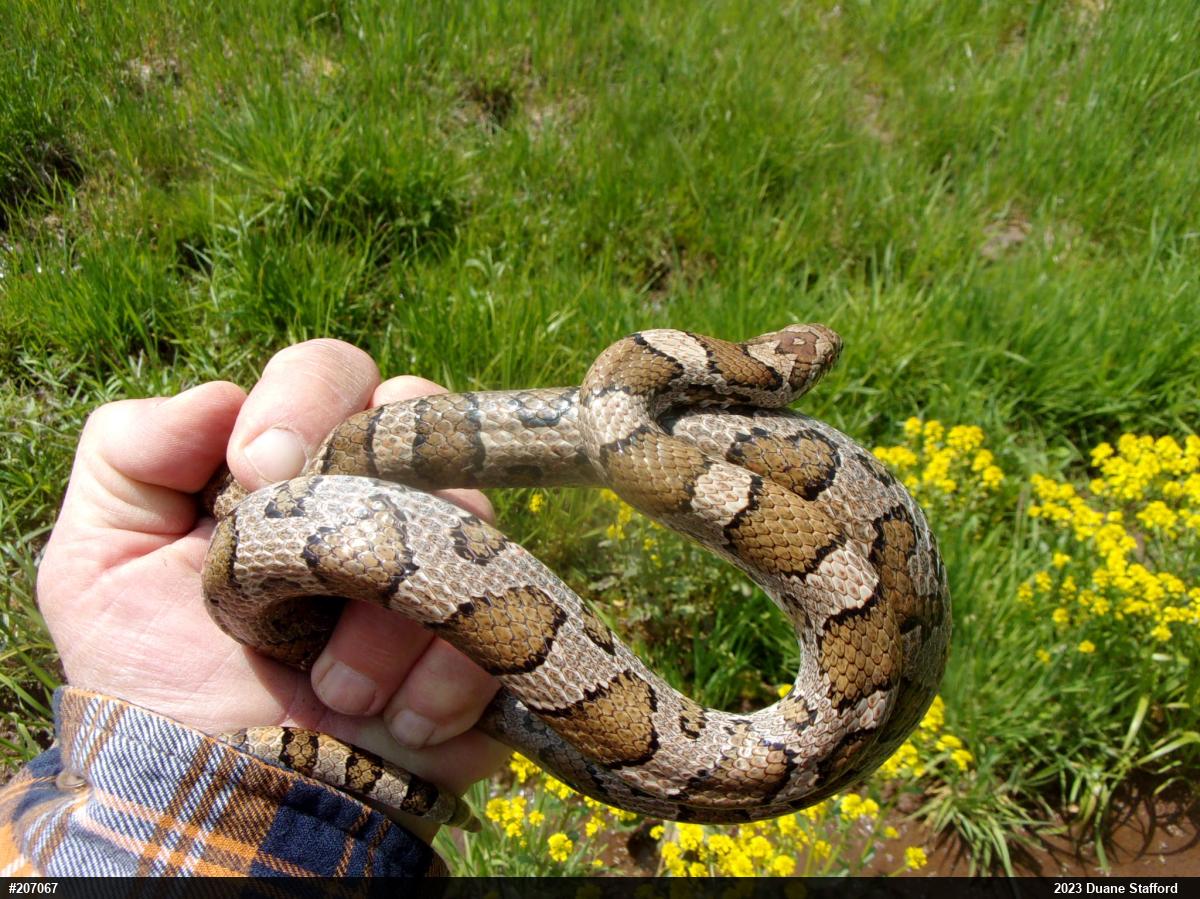 Eastern Milksnake