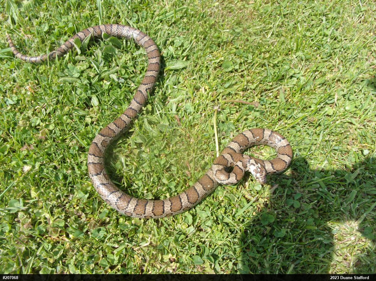 Eastern Milksnake