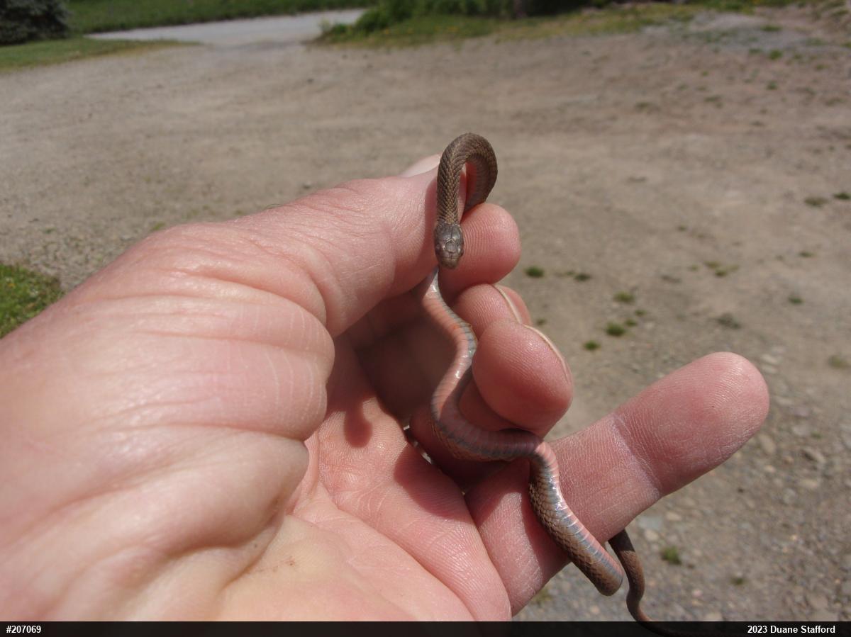 Red-bellied Snake