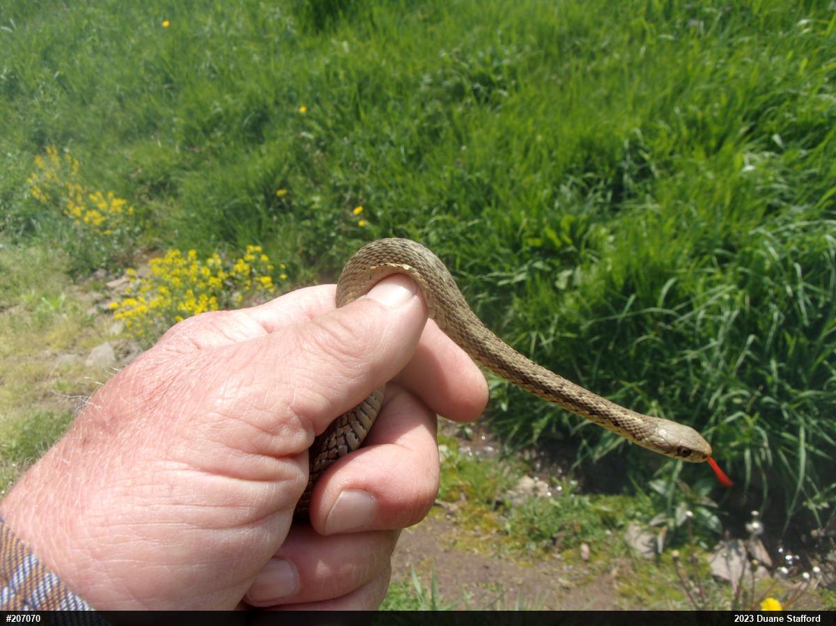 Eastern Gartersnake