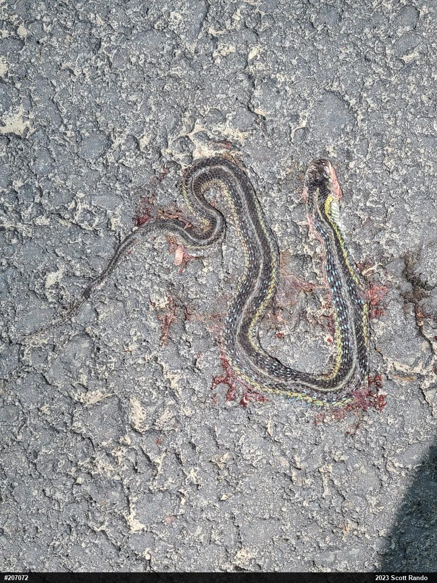 Eastern Gartersnake