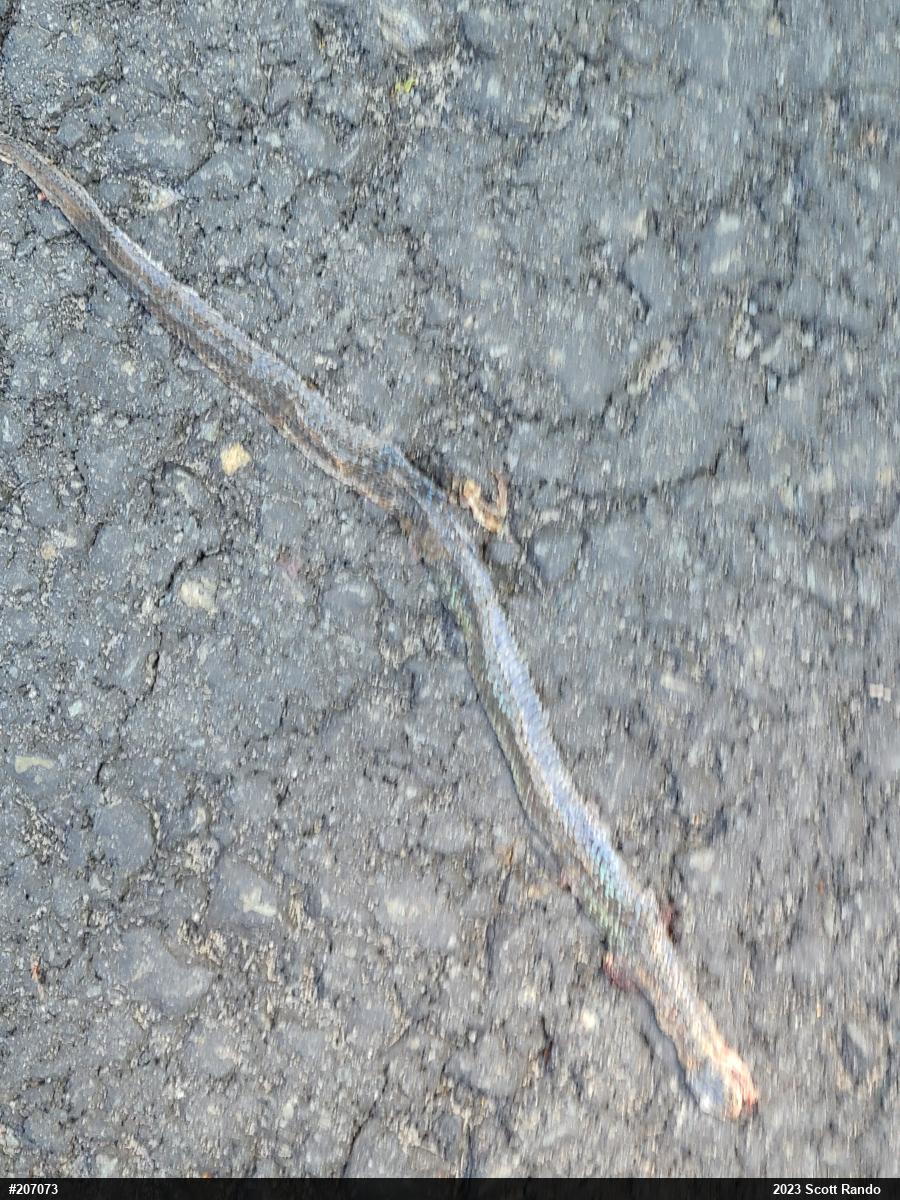 Eastern Gartersnake