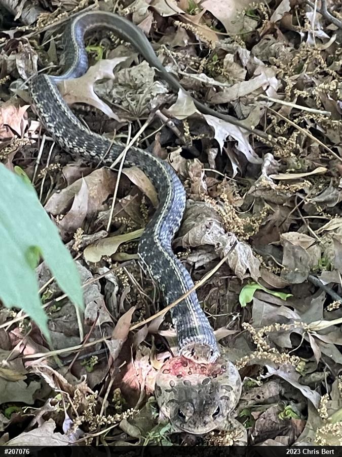 Eastern Gartersnake