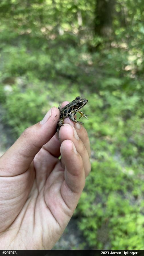 Pickerel Frog