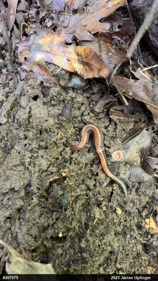 Eastern Red-backed  Salamander