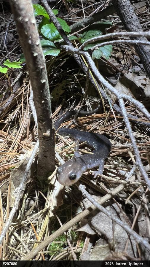 Wehrle's Salamander