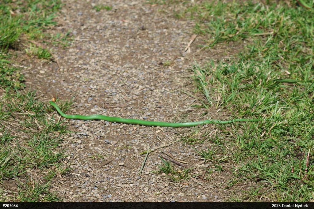 Smooth Greensnake