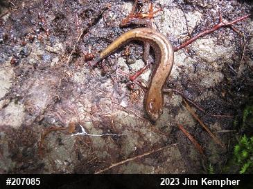Allegheny Mountain Dusky Salamander