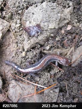 Eastern Red-backed  Salamander
