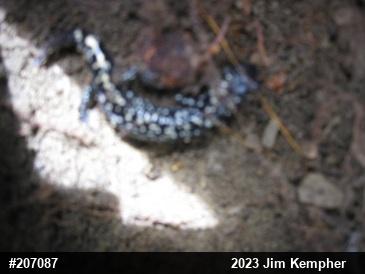 Northern Slimy Salamander