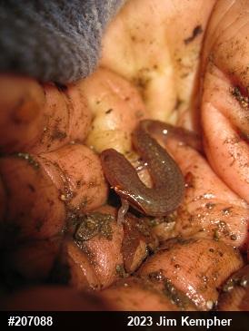 Northern Spring Salamander