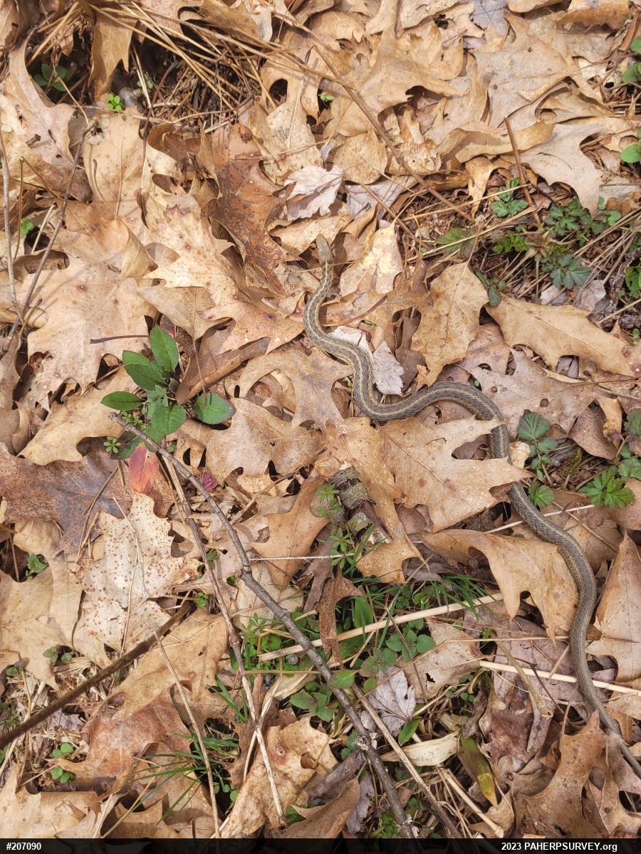 Eastern Gartersnake