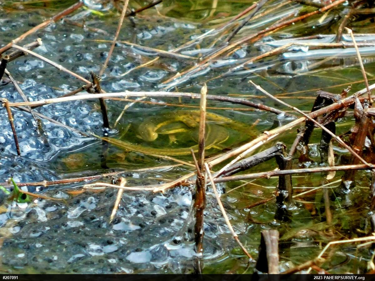 Red-spotted Newt