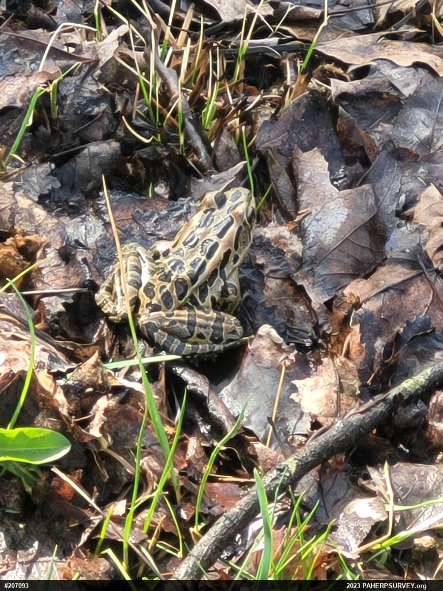 Pickerel Frog