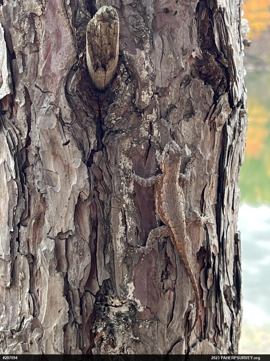 Eastern Fence Lizard