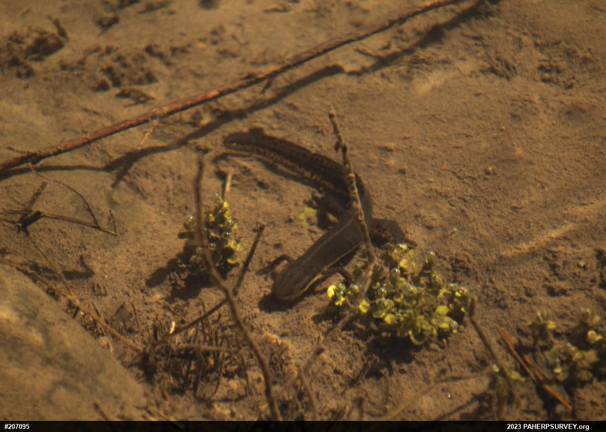 Red-spotted Newt