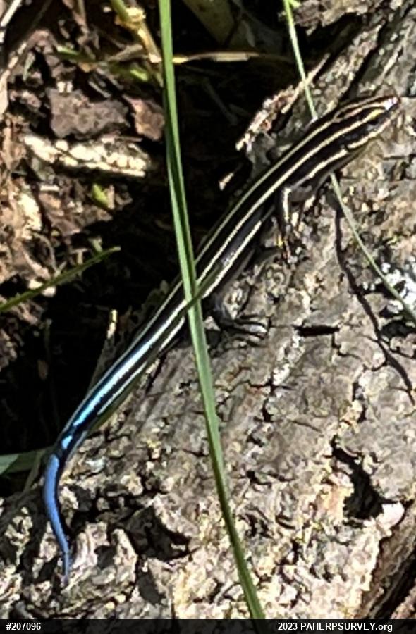 Common Five-lined Skink