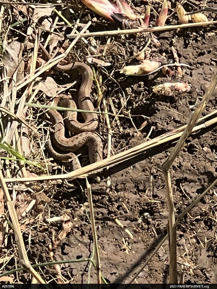 Dekay's Brownsnake