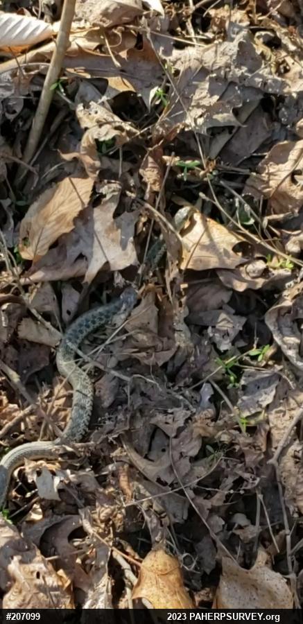 Eastern Gartersnake